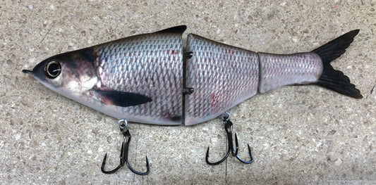 Texas Gizzard Shad swimmer